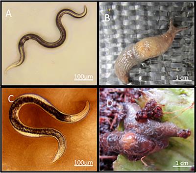 Microbiome Analysis of Malacopathogenic Nematodes Suggests No Evidence of a Single Bacterial Symbiont Responsible for Gastropod Mortality